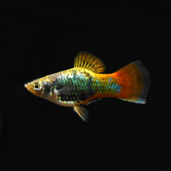 Platy Hawaii, Xiphophorus maculatus var. hawaii